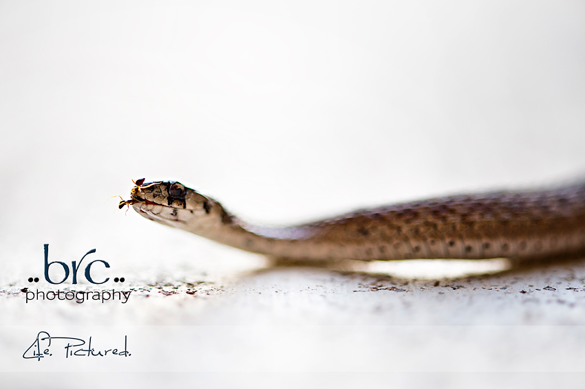 Brownsnake
