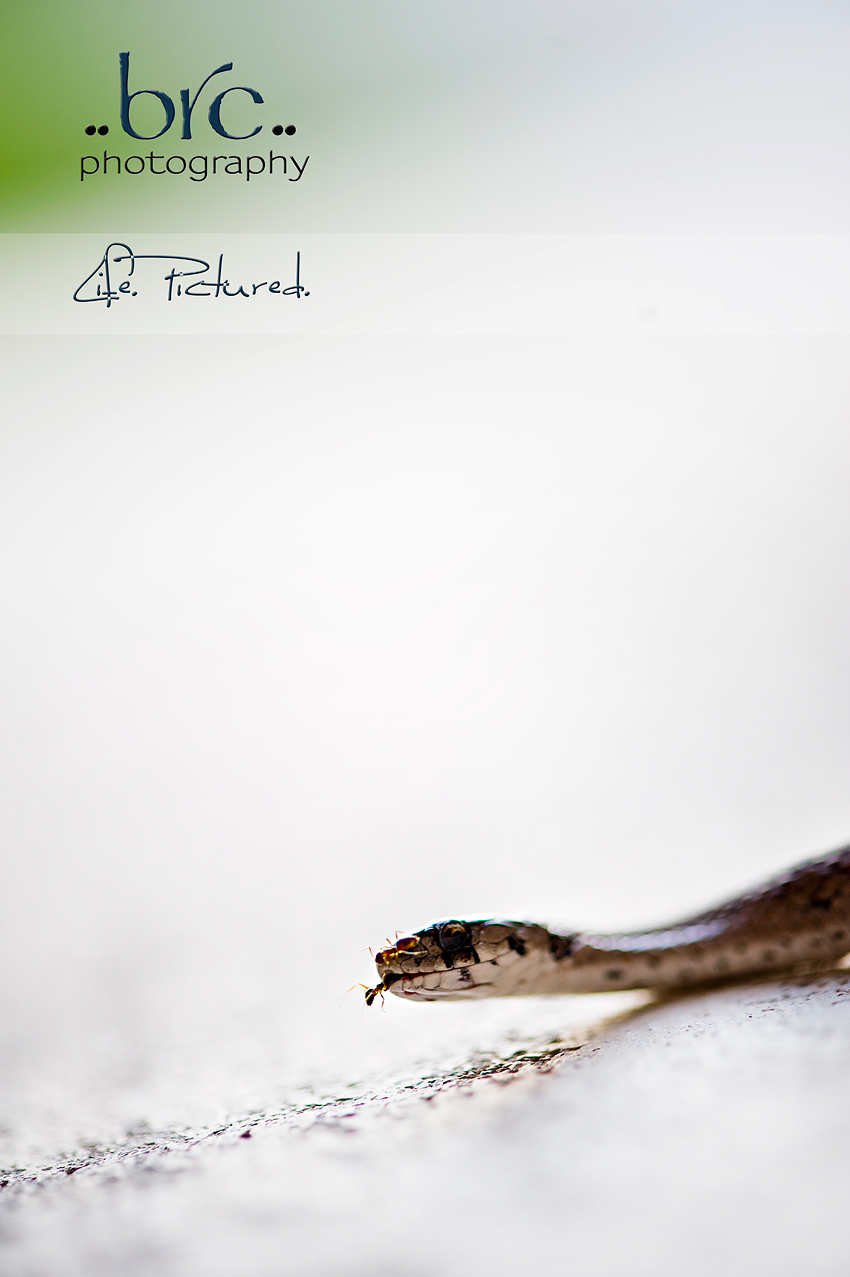 Brownsnake