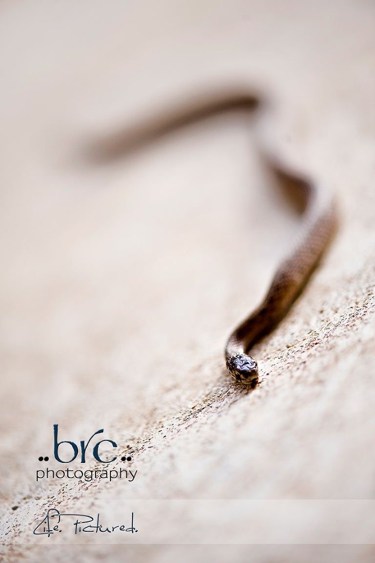 Brownsnake