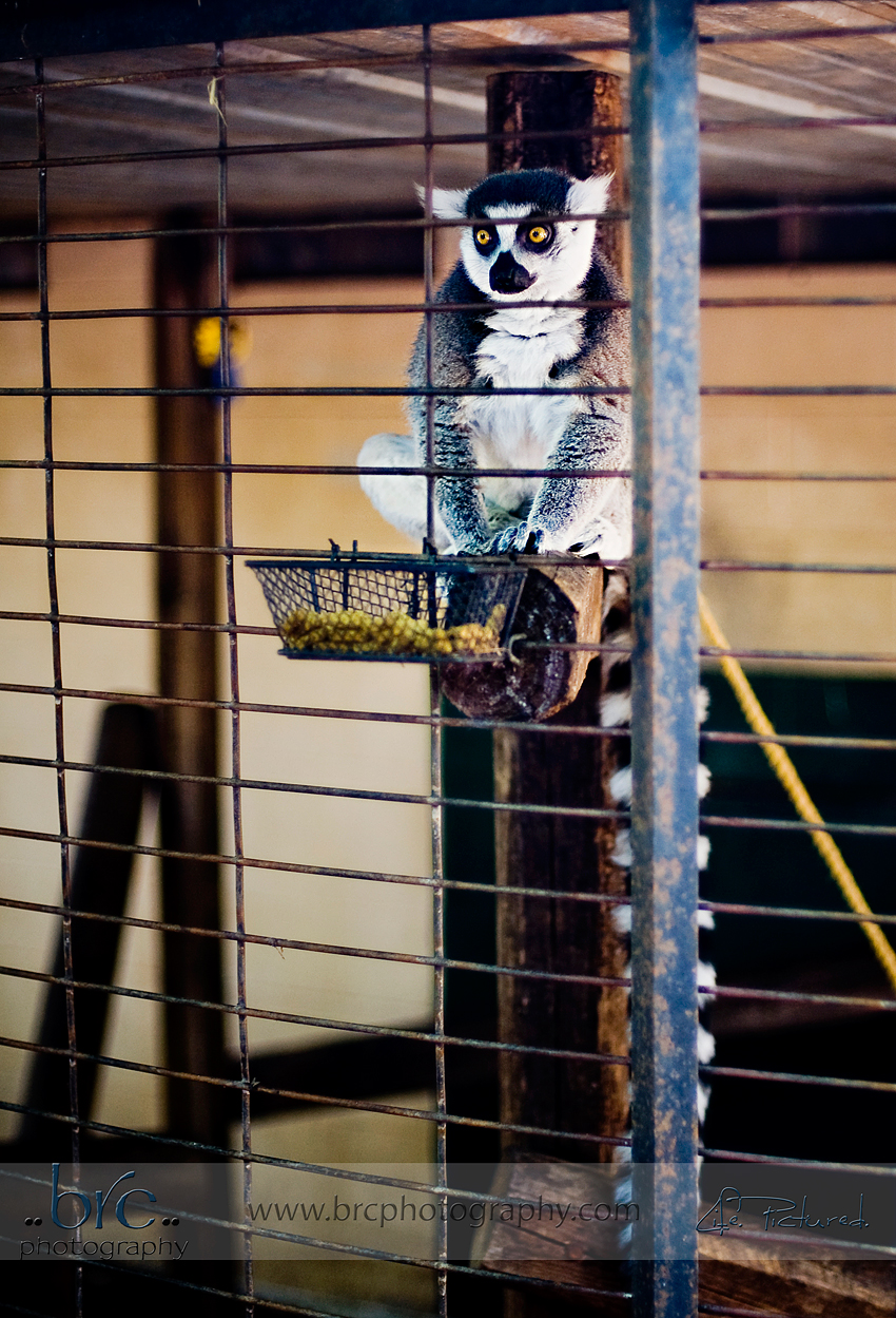 Little River Zoo Little River Zoo
