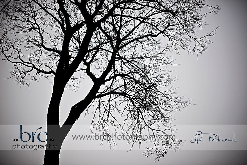 Fog