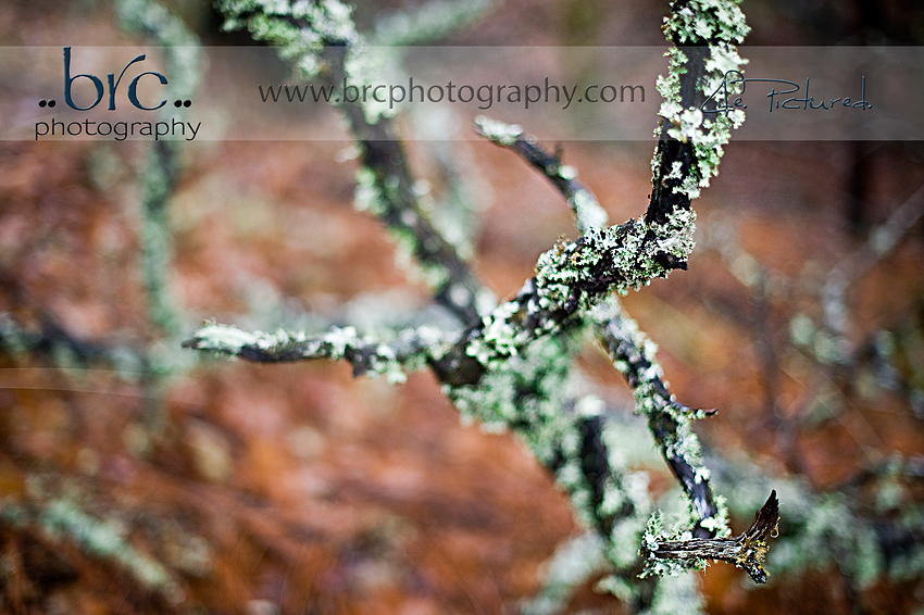 Hidden Treasures