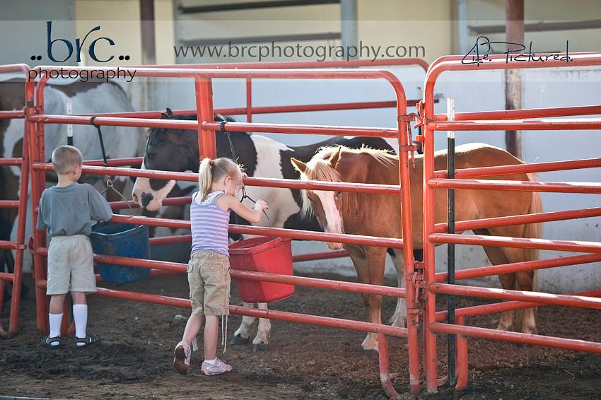 LDEP horse rescue