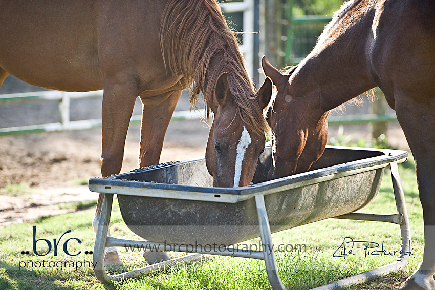 LDEP horse rescue