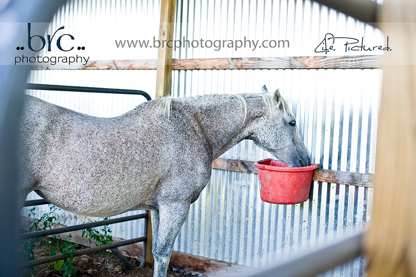 LDEP horse rescue