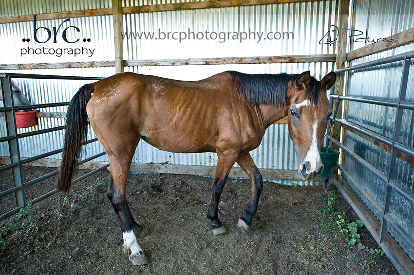 LDEP horse rescue