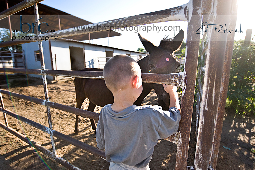 LDEP horse rescue