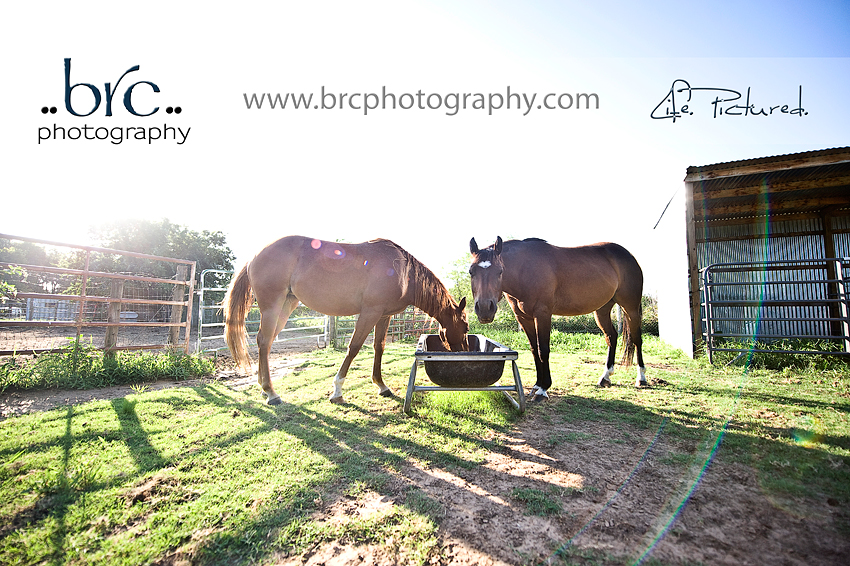 LDEP horse rescue