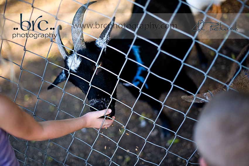 LDEP horse rescue