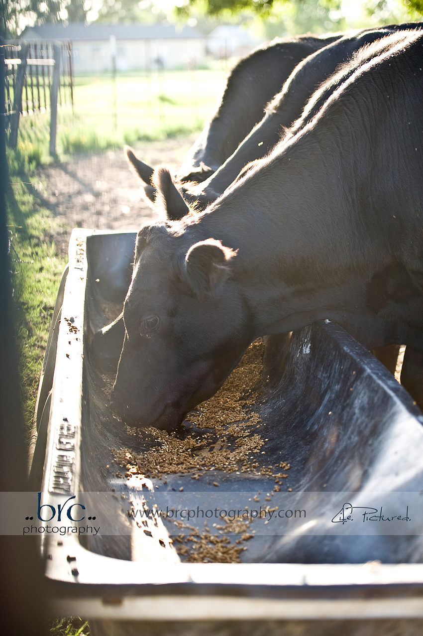 LDEP horse rescue