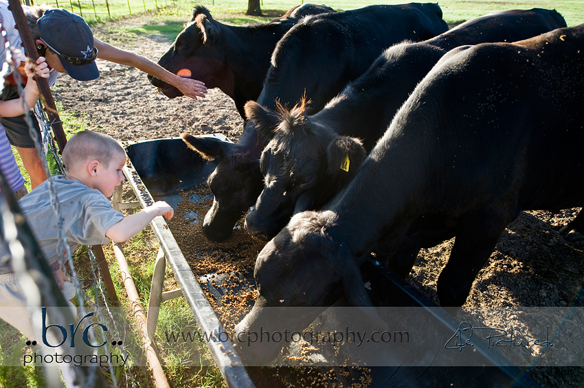 LDEP horse rescue