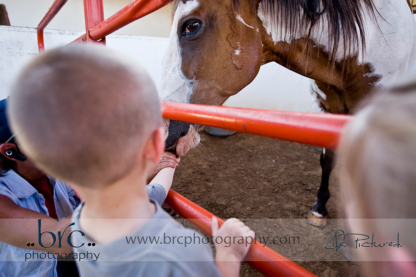 LDEP horse rescue