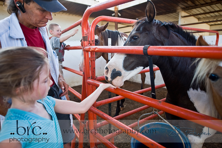 LDEP horse rescue