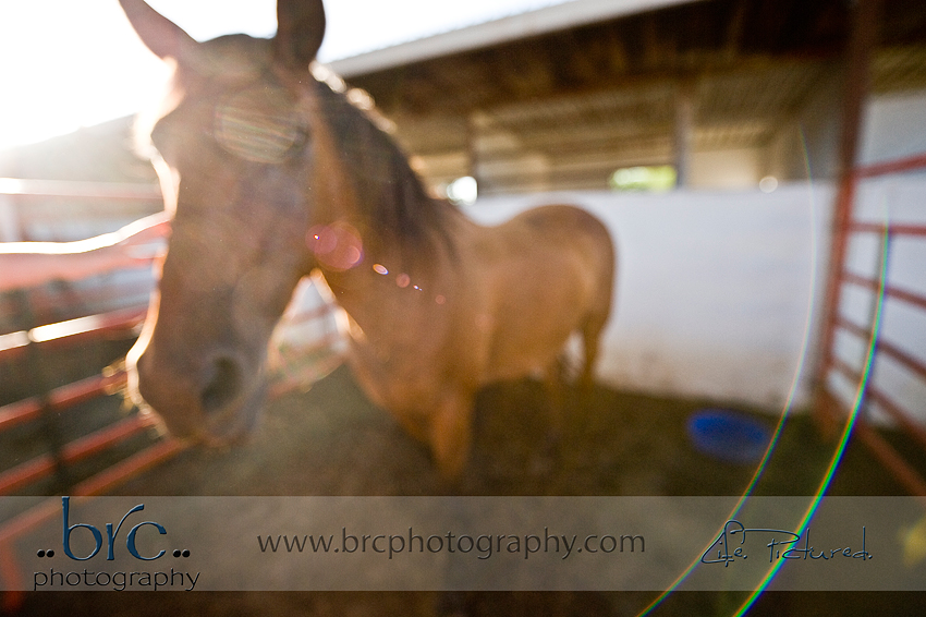 LDEP horse rescue