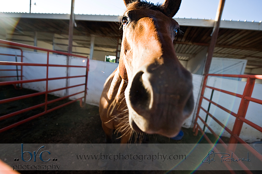 LDEP horse rescue