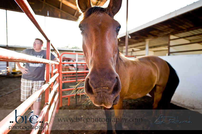 LDEP horse rescue