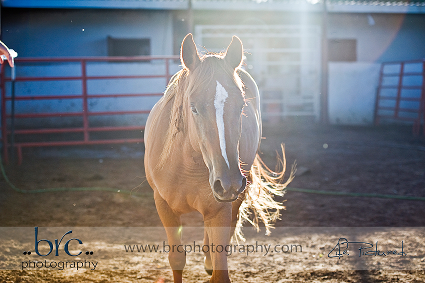 LDEP horse rescue