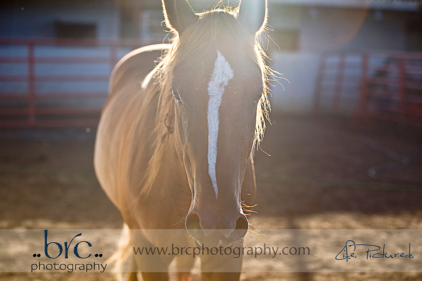LDEP horse rescue