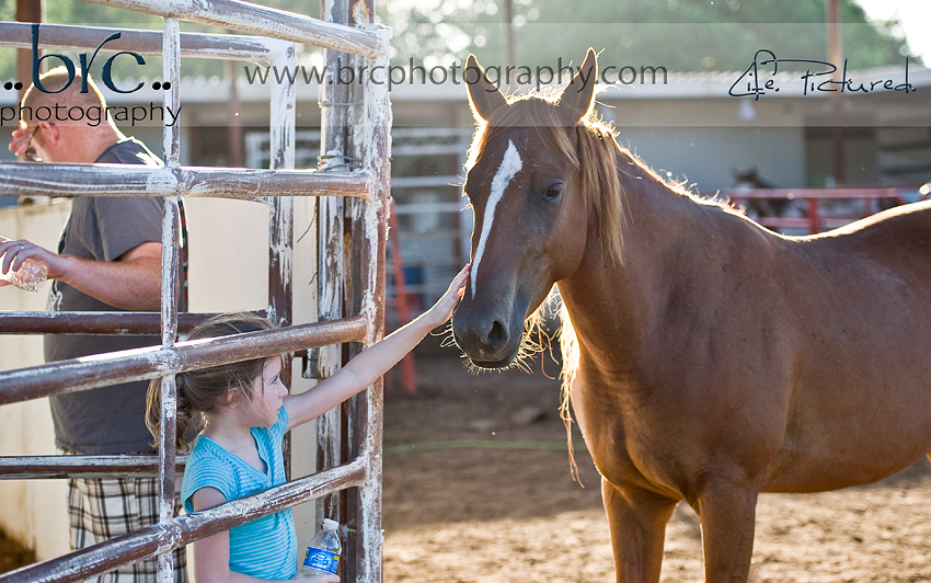 LDEP horse rescue