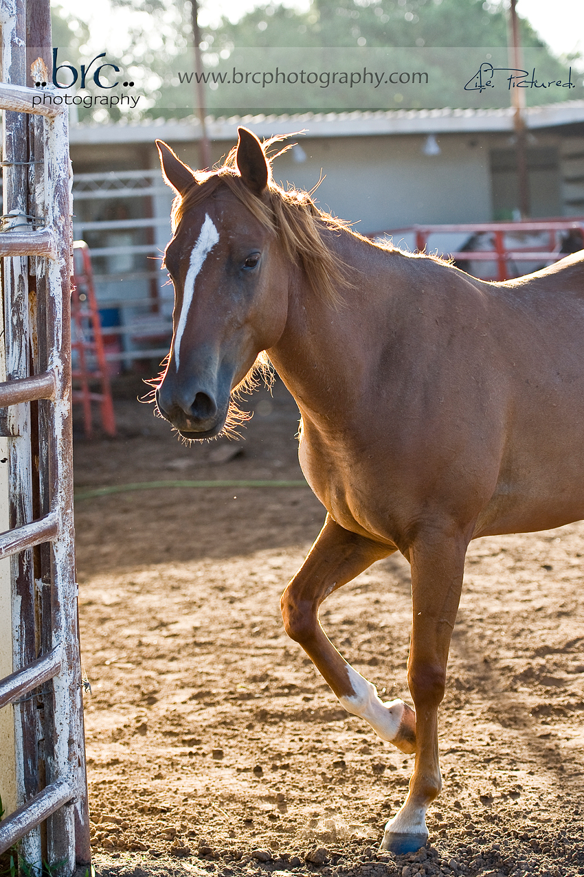 LDEP horse rescue