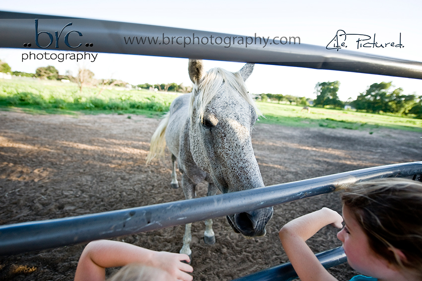 LDEP horse rescue