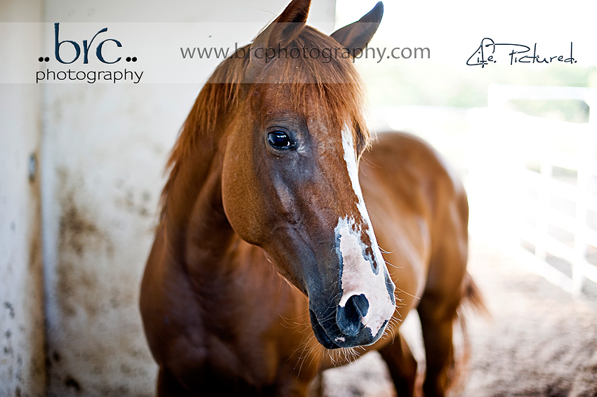 LDEP horse rescue