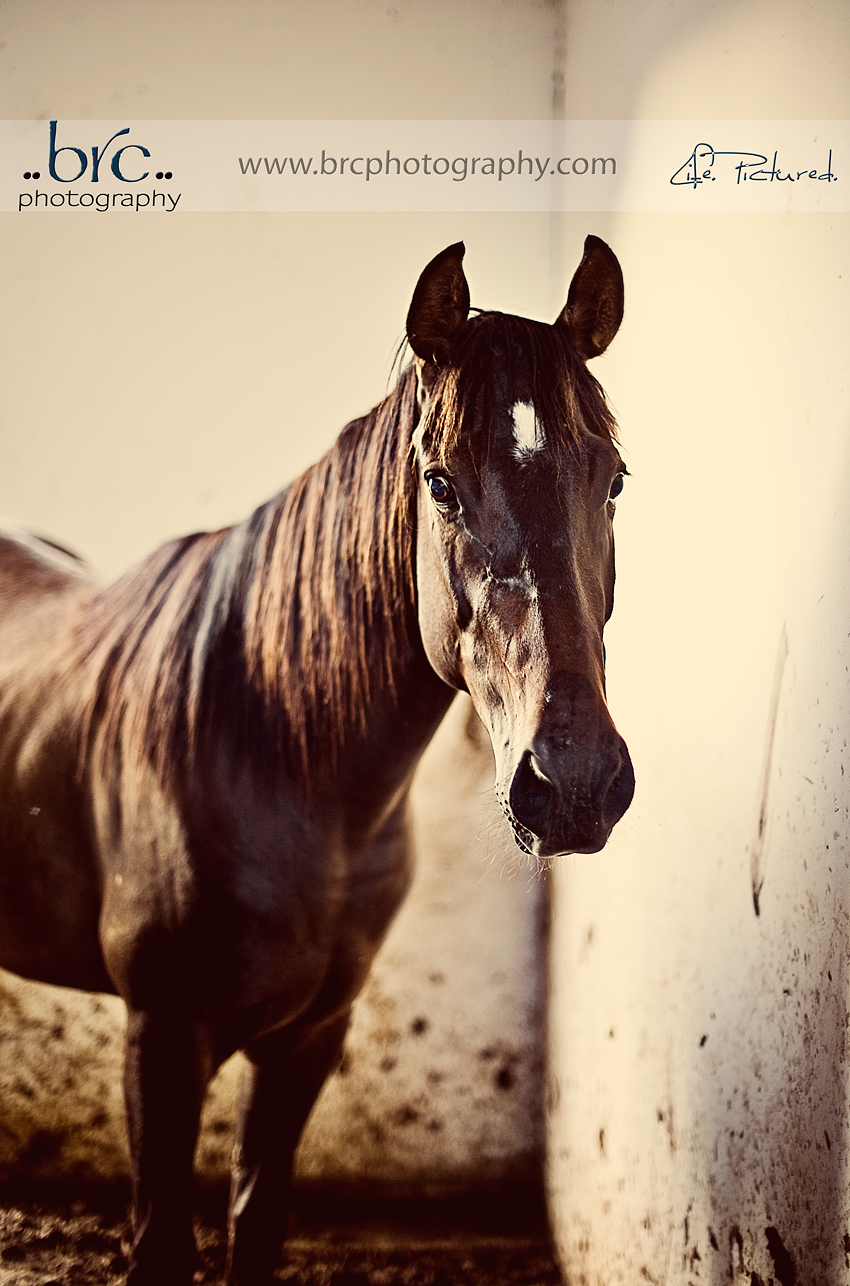 LDEP horse rescue