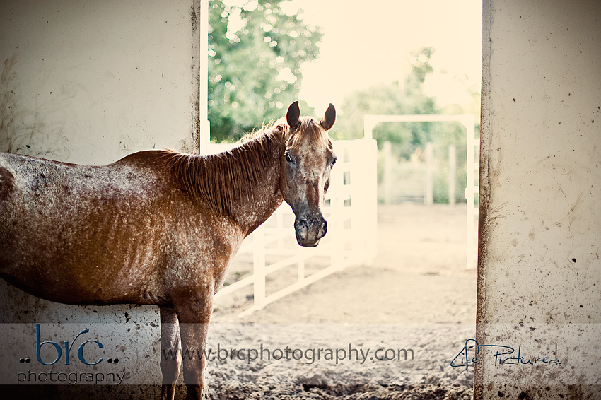 LDEP horse rescue