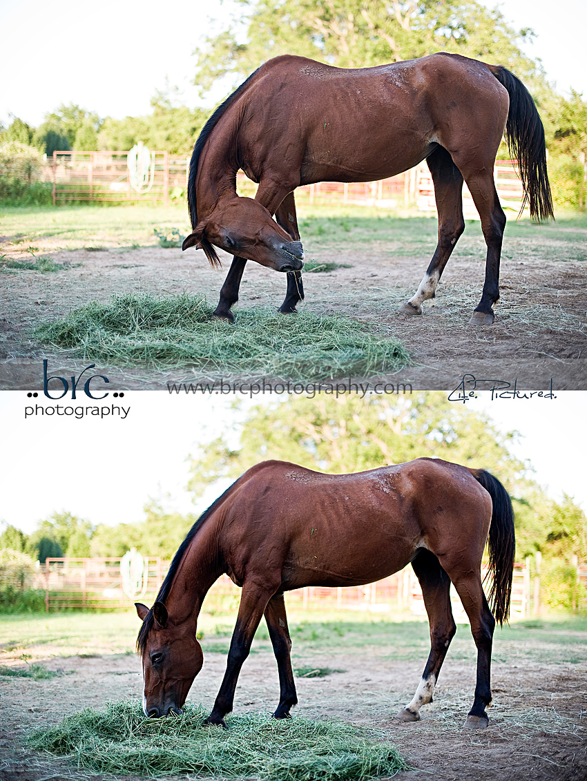 LDEP horse rescue