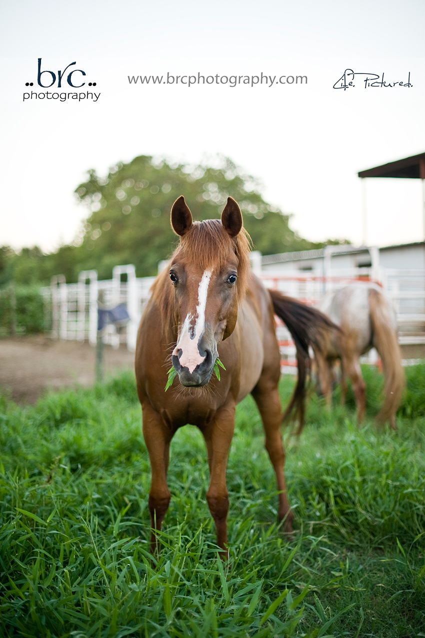 LDEP horse rescue