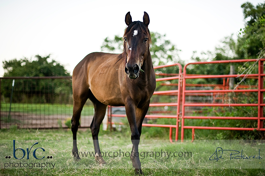 LDEP horse rescue