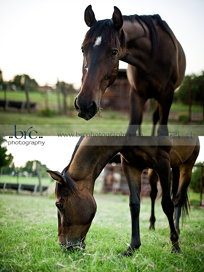LDEP horse rescue