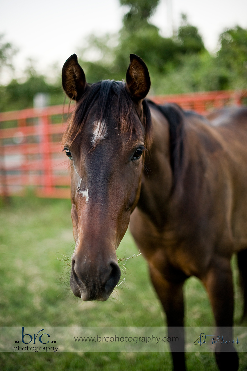 LDEP horse rescue