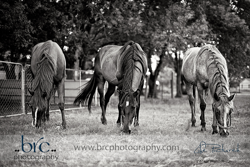 LDEP horse rescue